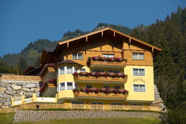 Alpenstern im Sommer