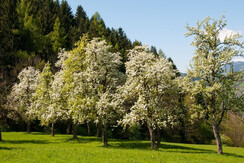 _HEL3224