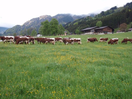 Unsere Kühe auf der Weide