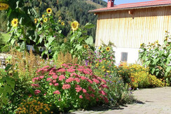 Sonnenblumen