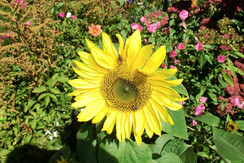 Paußhof Sonnenblume