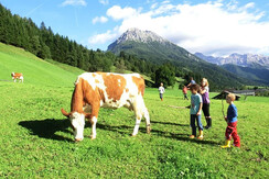 die Kühe auf ihrer Weide im Naturparadies Kleinarl