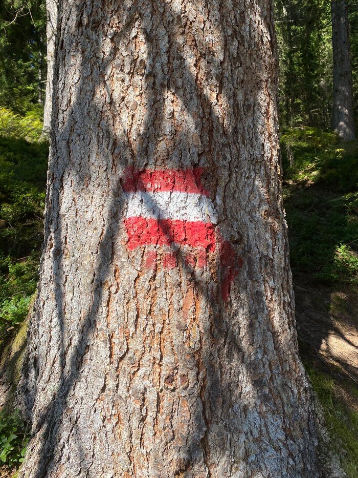 Red-white-red trail marking on tree bark in shady mountain forest – typical orientation sign in Austria’s alpine regions.