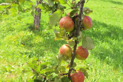 studio apple tree view