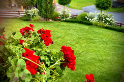 Balkonblumen
