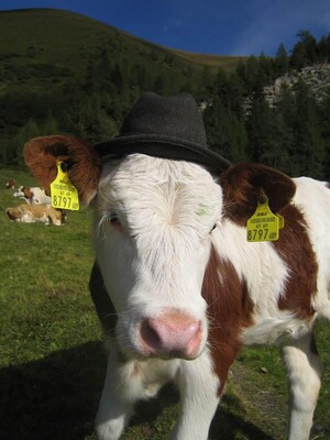 Grußberggut Bad Hofgastein Tiere Urlaub