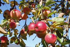 Apartment Apfel