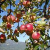Bild von Appartement Apfel, 2 Schlafräume/Dus