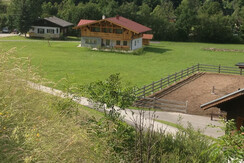 Zirbe