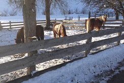 Ponys
