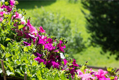 Blumen