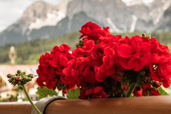 Zimmer_Blume_Balkon