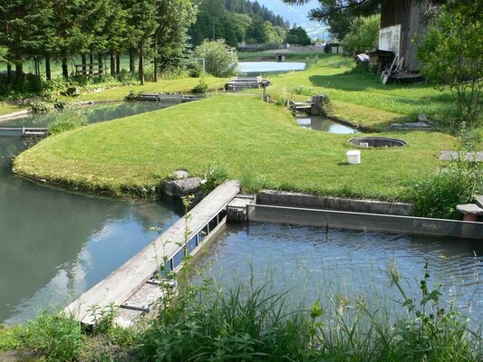 Gasthof Maier Bad Hofgastein Fischteich Sommer