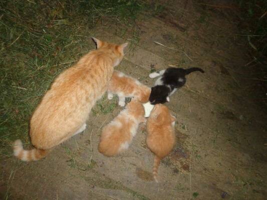 unsere Katzen