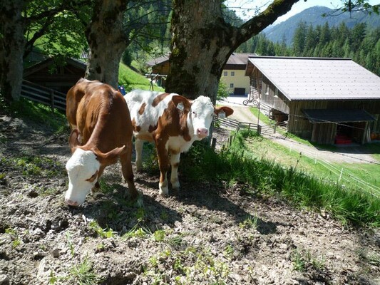 Tiere am Hof