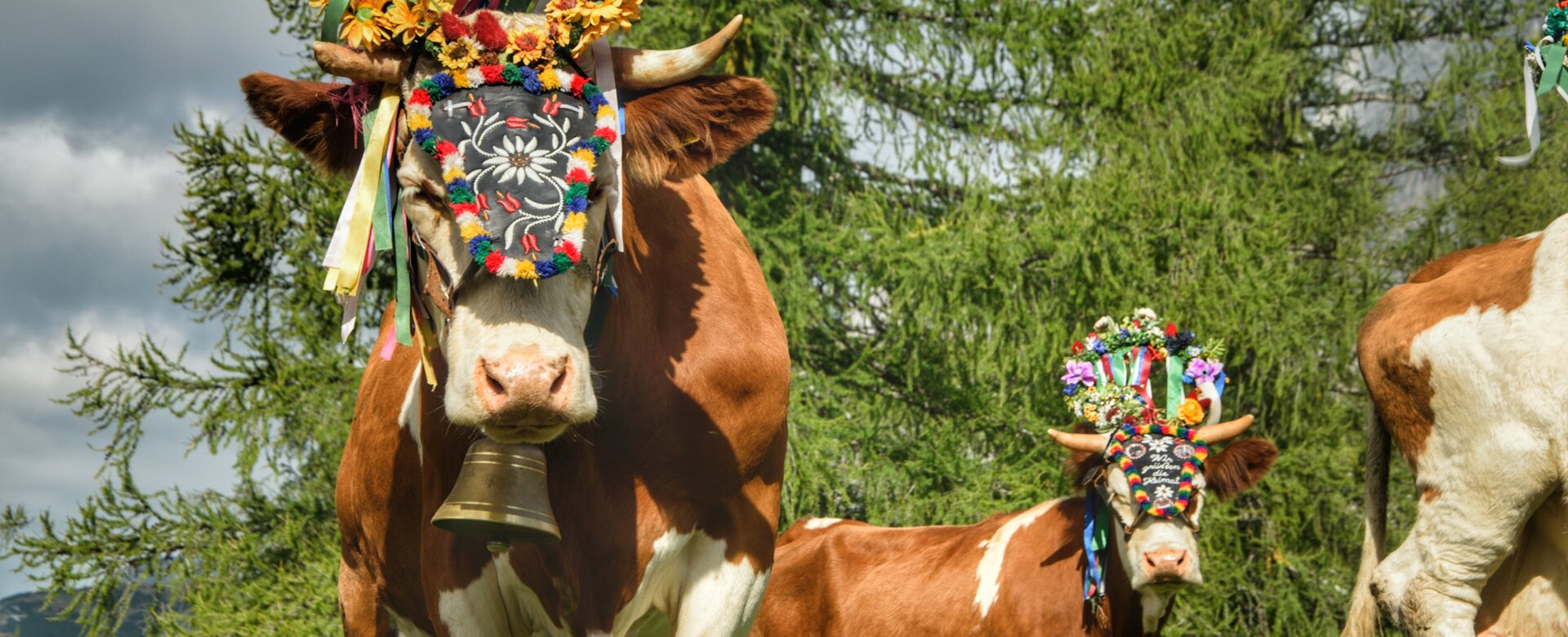 Kühe mit Blumenkränzen, Glocken und bunt geschmücktem Kopfschmuck beim Almabtrieb vor Nadelbäumen am Dachstein | © Marlene Eggmayr