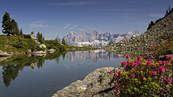 Spiegelsee on Reiteralm reflects the Dachstein peaks, with blooming alpine roses in the foreground on rocks and green meadow. | © photo-austria_Herbert Raffalt
