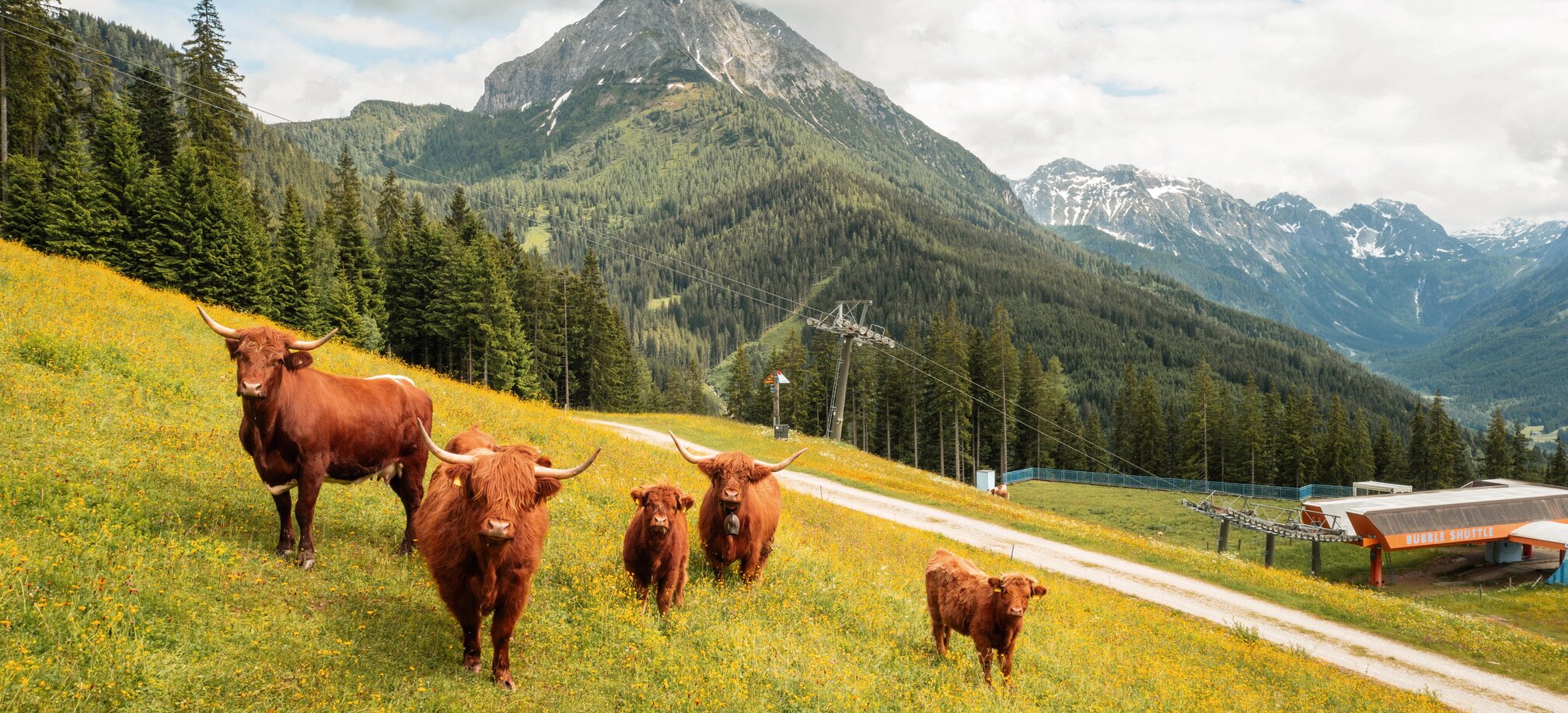Five Highland cattle on blooming alpine meadow with chairlift and mountain view in the background. | © Shuttleberg