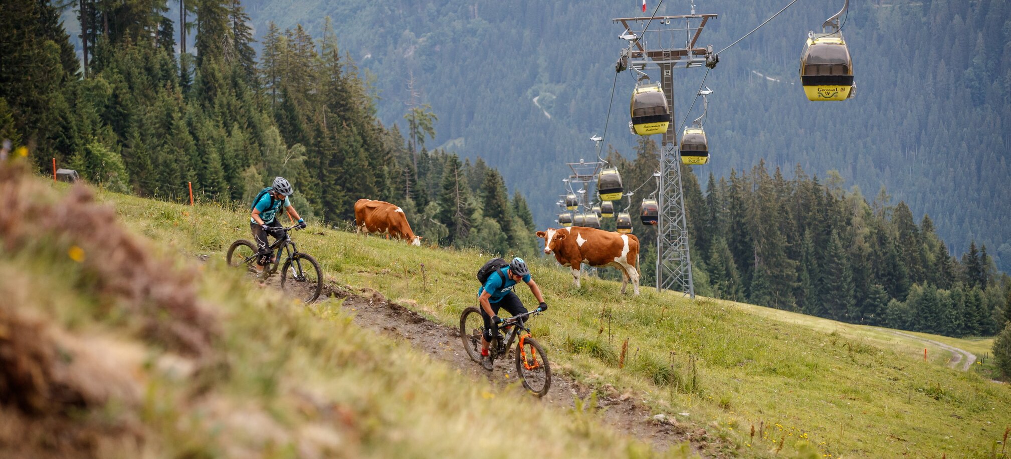 Two mountain bikers ride downhill on a meadow trail, with cows grazing nearby and a yellow cable car in the background. | © Erwin Haiden