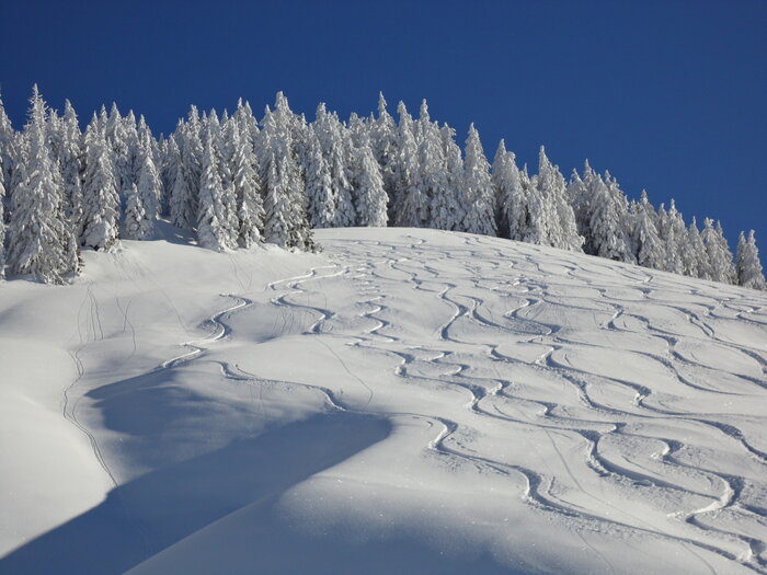 Snow-covered slope with curving ski tracks in front of wintery fir trees. | © Ski amadé
