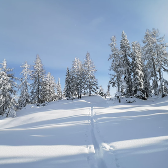Skitourenspur führt durch unberührten Pulverschnee zu verschneiten Bäumen im Wald
