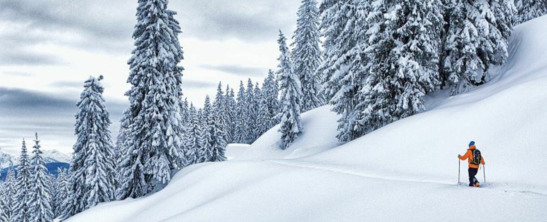 Person with orange jacket walking on touring skis towards snow-covered trees through almost untouched deep snow